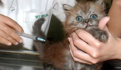 Un gato es tratado en Tailandia en 2004 contra la gripe aviar.