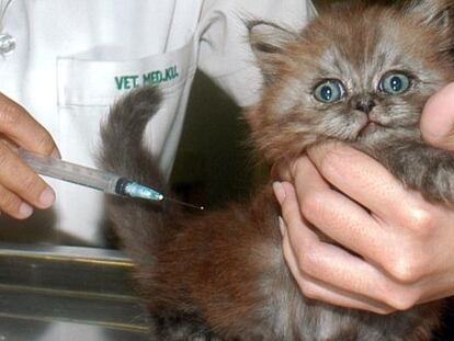Un gato es tratado en Tailandia en 2004 contra la gripe aviar.