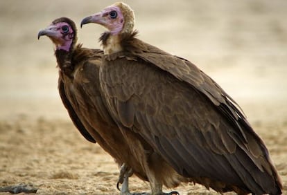 &#039;Necrosyrtes monachus&#039;, que se distribuye por las sabanas del &Aacute;frica subsahariana.