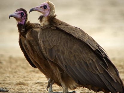 &#039;Necrosyrtes monachus&#039;, que se distribuye por las sabanas del &Aacute;frica subsahariana.