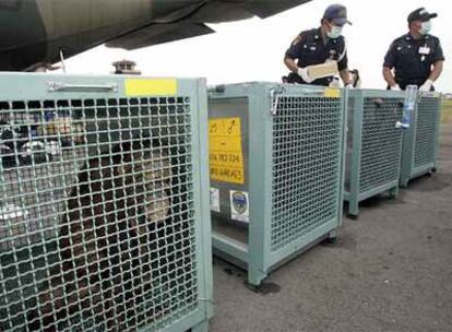 Funcionarios indonesios atienden a los 48 orangutanes a su llegada al aeropuerto de Palangkaraya a bordo de un avión militar tailandés.