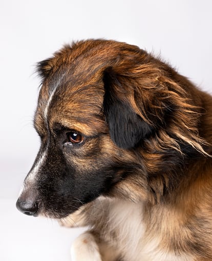 Perro doméstico ('Canis lupus familiaris').