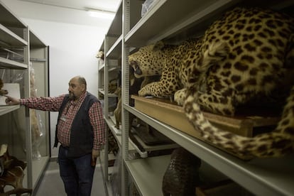 Ejemplar de leopardo indio de la colección de felinos, donde hay ejemplares del último guepardo del Sáhara.