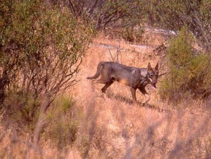 Lobo fotografiado en Sierra Morena en 2006. 