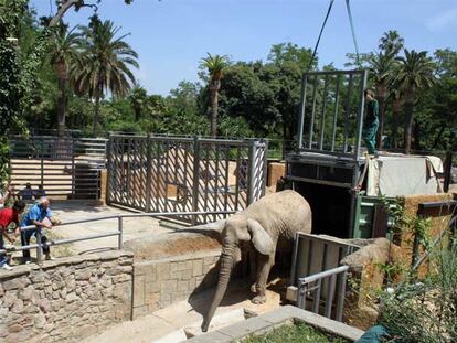 La elefanta 'Yoyo' llega para hacer compañía a 'Susi'