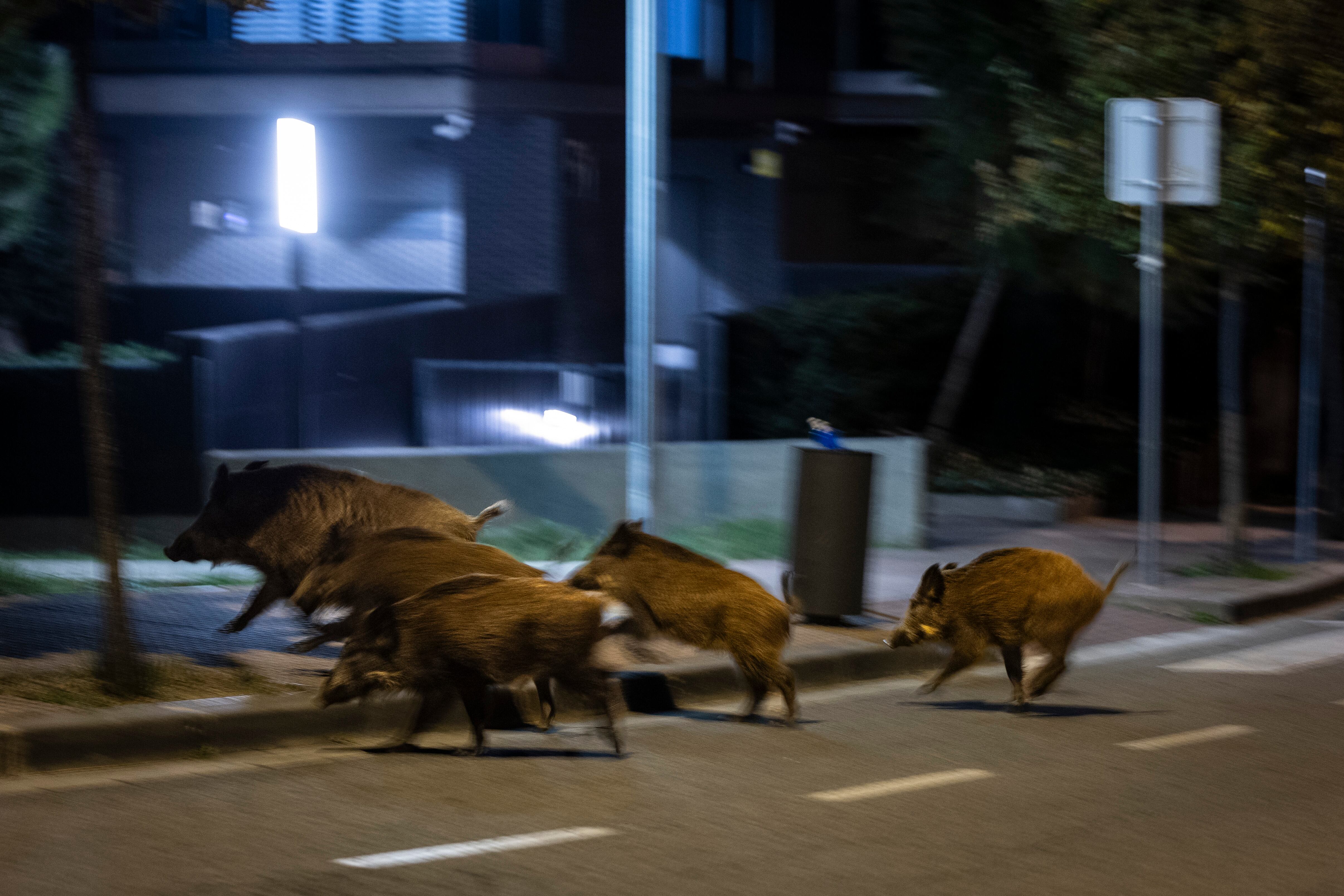 Jabalíes en una calle de Esplugues de Llobregat, cerca del parque de Collserola. (Barcelona), este lunes.