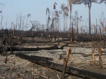 La Amazonia ha perdido ya casi el 20% de su extensión original.