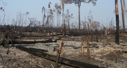 La Amazonia ha perdido ya casi el 20% de su extensión original.