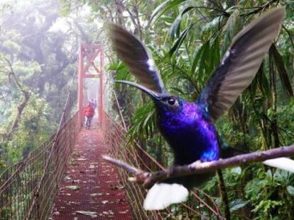 @enriquealex visita el bosque de nubes de Monteverde, al noroeste de Costa Rica