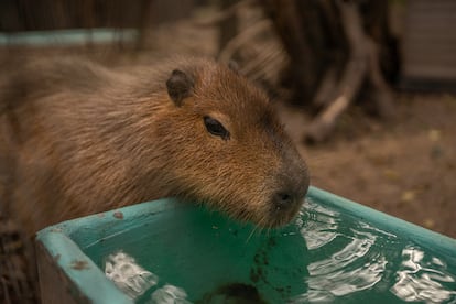 Ella es Capi, víctima del tráfico ilegal de fauna silvestre. Llegó al refugio con 8 meses tras vivir como mascota desde bebé. Estos animales, emblemáticos de los humedales sudamericanos, son capturados para su venta como mascotas o para el comercio de pieles y carne. 