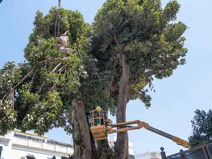 El ficus centenario en el barrio de Triana (Sevilla), durante la tala que sufrió el pasado 17 de agosto.