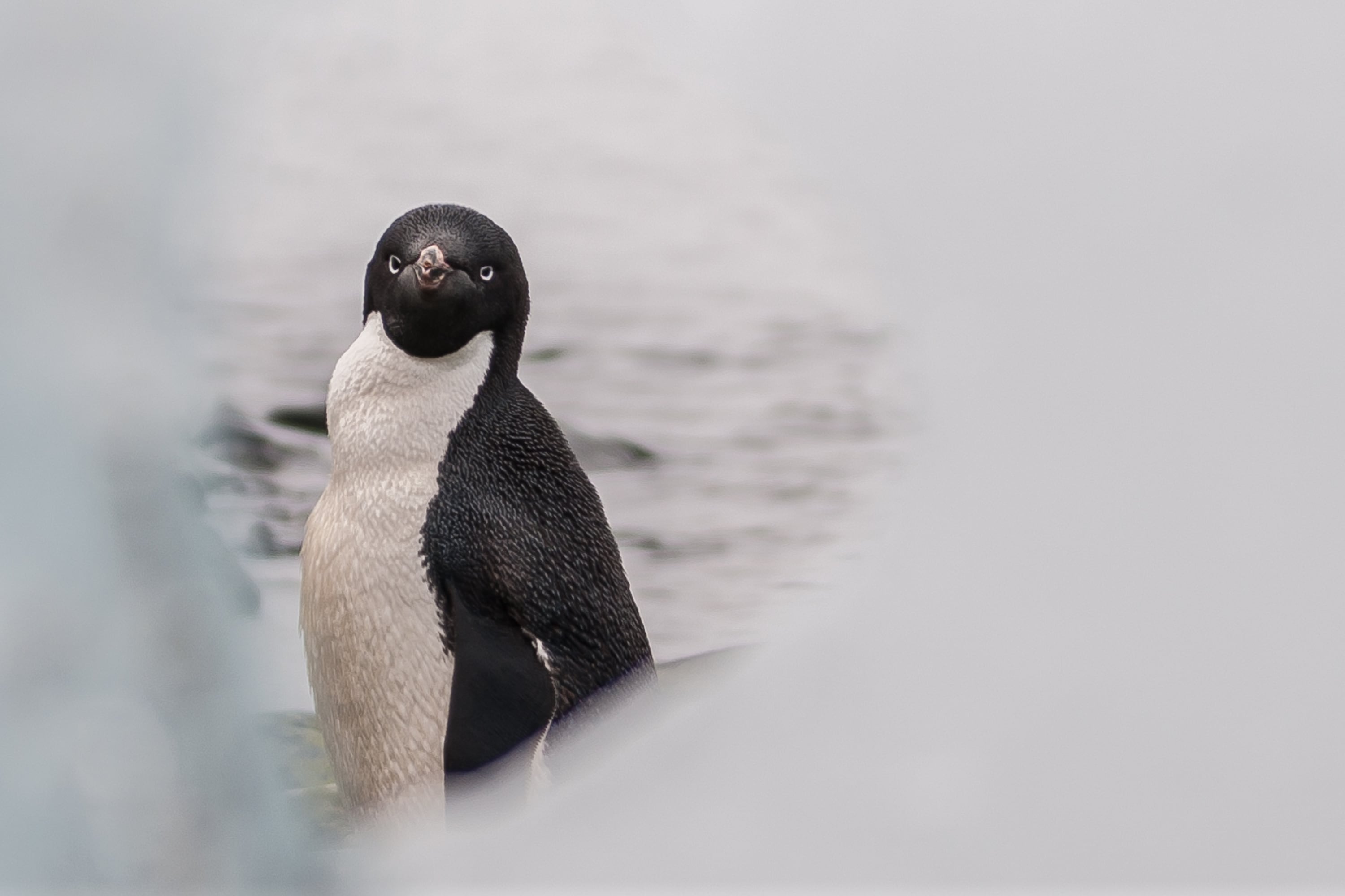 El poder del guano de pingüino para reducir los efectos del cambio climático en la Antártida