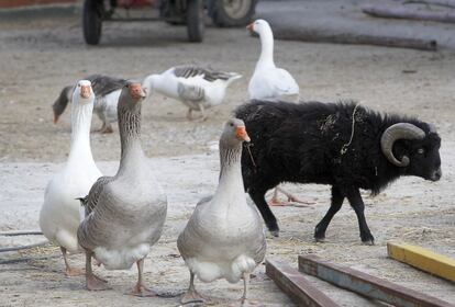 Distintas especies de patos y cabras montesas conviven sin problemas en el santuario de La Voz Animal.