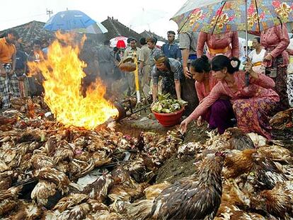 Un grupo de balineses queman pollos afectados por la gripe aviar.