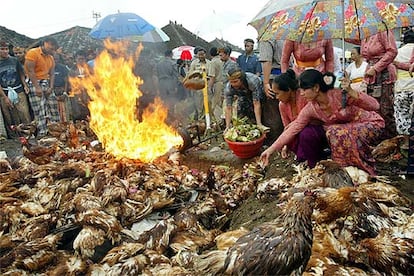 Un grupo de balineses queman pollos afectados por la gripe aviar.