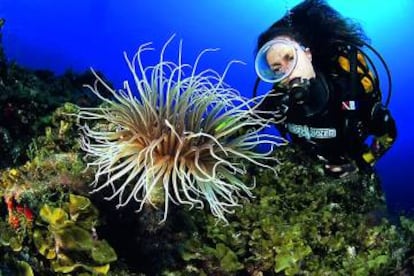 Una anémona en los fondos marinos de El Hierro.