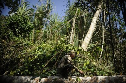 Dengue y malaria son las enfermedades que los trabajadores de la madera sortean tras sus largas jornadas talando árboles en la selva.