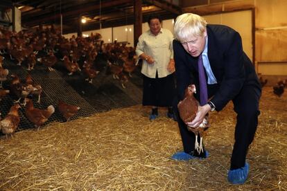 El primer ministro británico, Boris Johnson, sostiene un pollo durante su visita para reunir apoyo para sus planes agrícolas después del Brexit, en Shervington Farm (Reino Unido). La oficina del líder conservador lanzó un duro mensaje a la UE, advirtiendo de que Johnson no negociará con Bruselas si no se retira antes la salvaguarda incluida en el acuerdo de salida para evitar una frontera dura en Irlanda.