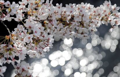 Els hotels ofereixen paquets especials, els restaurants dissenyen menús amb el color de les flors dels cirerers i els grans magatzems com Takashimaya, que ven caixes de menjar i dolços tradicionals per gaudir dels pícnics, mostren panells en anglès i xinès sobre l'estat de les flors al proper parc de Shinjuku. A la imatge, flors de cirerer vistes en un parc de Tòquio (Japó).