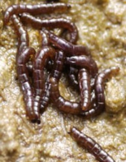 Larvas de ‘Belgica antarctica’.