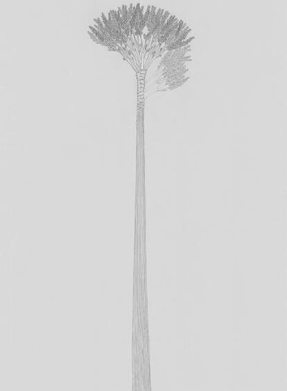 Dibujo del árbol