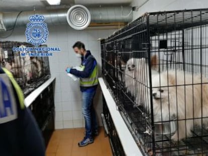 La red cortaba las cuerdas vocales a los animales para que los vecinos no se percataran de la existencia de los criaderos clandestinos