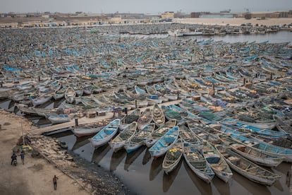 Mauritania pulpos