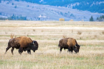 Los bisontes deambulan por el Parque Nacional Grand Teton, en Wyoming. Los bisontes del parque pertenecen a la manada de Jackson, que se desplaza entre Grand Teton y el vecino Refugio Nacional de Alces según las estaciones.