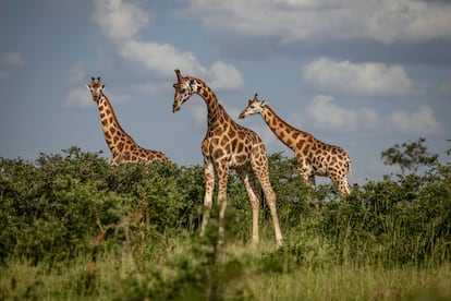 Tres jirafas Rothschild caminan por el Parque Nacional Murchison Falls, donde se construirán 31 áreas de perforación y varias docenas de pozos petroleros. Murchison Falls, en Uganda, es el único lugar del mundo donde esta especie de jirafa ha sobrevivido sin ser reintroducida por conservacionistas. 