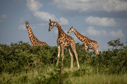 Tres jirafas Rothschild caminan por el Parque Nacional Murchison Falls, donde se construirán 31 áreas de perforación y varias docenas de pozos petroleros. Murchison Falls, en Uganda, es el único lugar del mundo donde esta especie de jirafa ha sobrevivido sin ser reintroducida por conservacionistas.