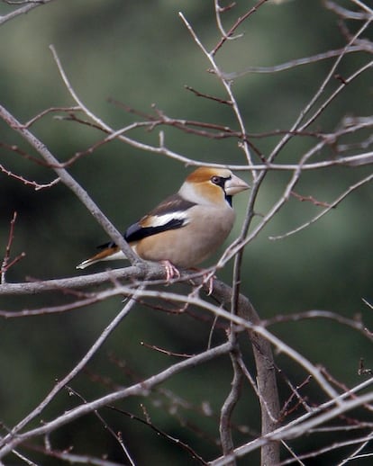 Picogordo, 'Coccothraustes coccothraustes'. Alcanza los 18 centímetros de tamaño. De color pardo anaranjado, posee un característico 'antifaz' negro. Se alimenta principalmente de semillas duras que abre con su potente pico.