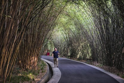 Aunque puede alcanzar los 35 metros de altura y 30 centímetros de diámetro, el bambú es una hierba. Existen más de 1.600 especies diferentes, y algunas pueden crecer hasta 91 centímetros al día.
