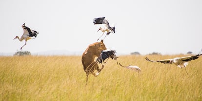 Las leonas son las que cazan para alimentar a sus crías. Imagen del documental 'Wild covid'.