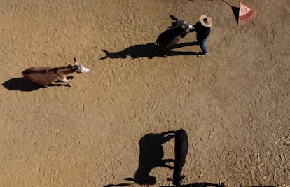 Burrolândia põe fim os maus-tratos que estes animais sofrem durante sua vida.