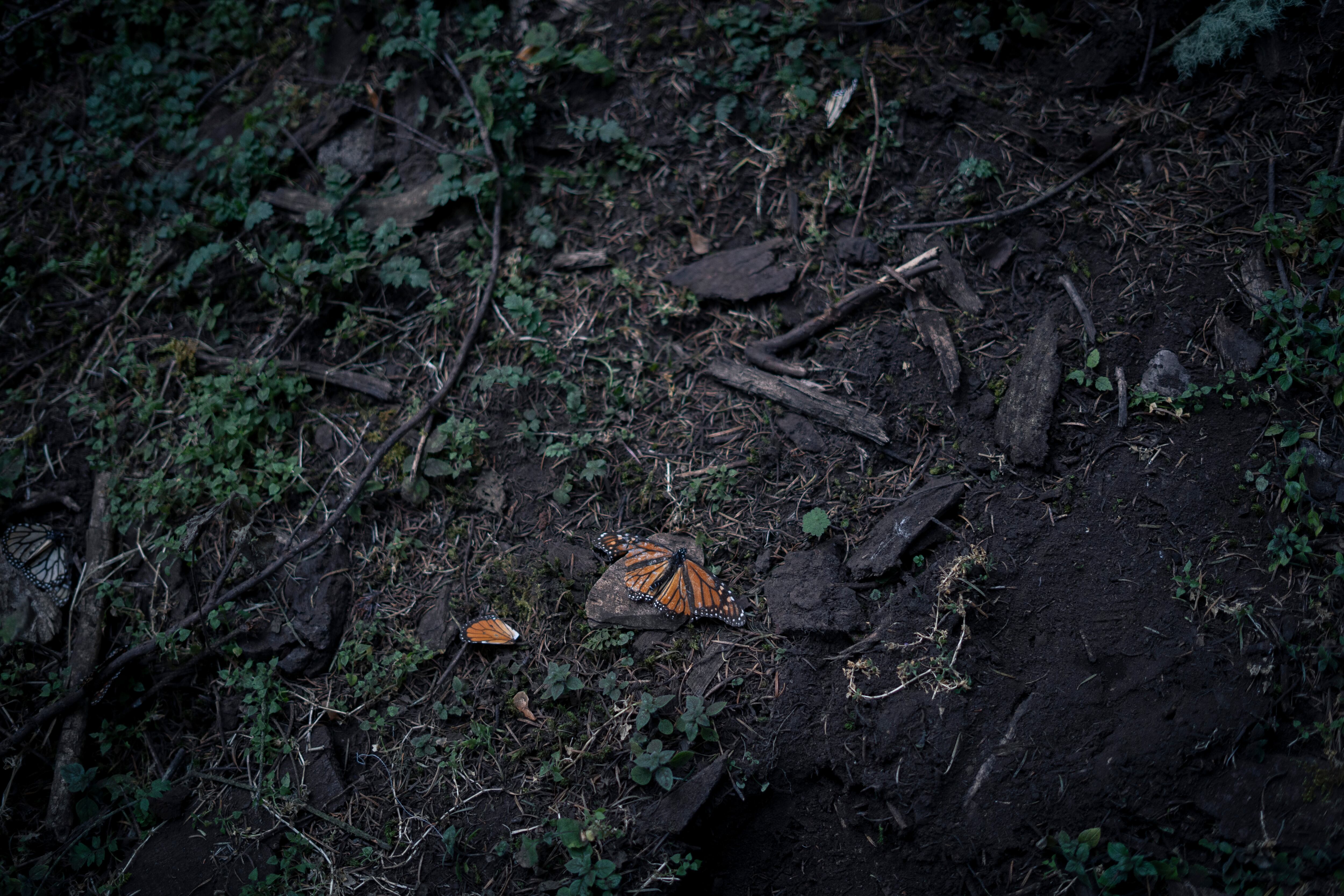 Mariposas monarca muertas en el santuario 'El Rosario', el 1 de febrero de 2024.