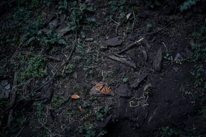 Mariposas monarca muertas en el santuario 'El Rosario'