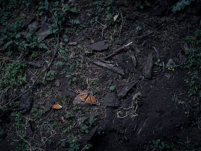 Mariposas monarca muertas de causas naturales en el santuario 'El Rosario', Michoacán, en febrero de 2024.