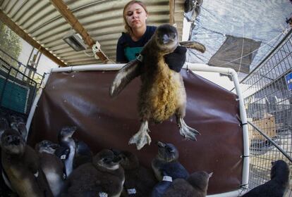 Estas son algunas de las 247 crías de pingüino africano —en peligro de extinción— que se encuentran en rehabilitación en la Fundación del África Meridional para la Conservación de las Aves Costeras en Ciudad del Cabo (enSudáfrica). Estos pingüinos fueron ingresados durante la temporada de cría de polluelos el mes pasado y la asociación ha pedido ayuda para rehabilitarlos a través de donaciones o mediante el apadrinamiento de una de las crías. El número de pingüinos africanos ha descendido rápidamente en la última década hasta ser declarada una especie en peligro de extinción.