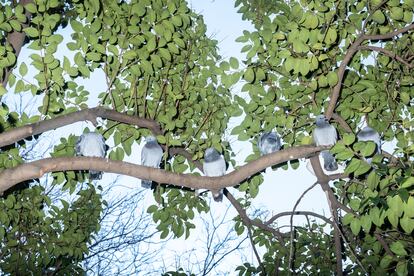 Unas palomas posadas en las ramas de un árbol en Madrid.