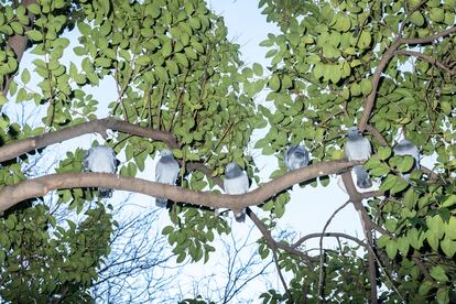 Unas palomas posadas en las ramas de un árbol en Madrid.
