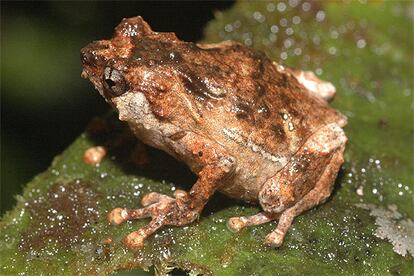 La Albericus es un nuevo tipo de rana de aspecto amenazador, gracias a su piel rugosa.