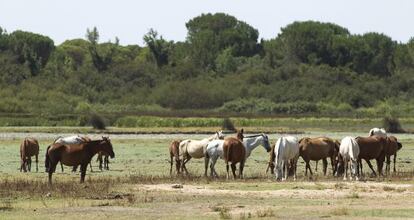 Una vista de las marismas de Doñana en el término municipal de Almonte.