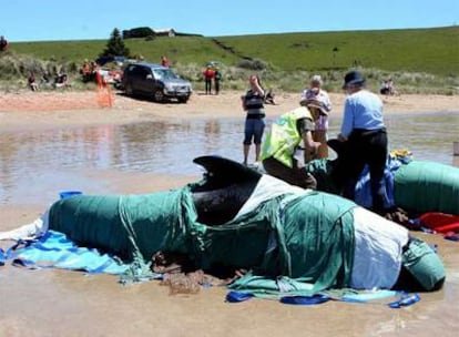 Varios guardias examinan algunas de las ballenas muertas en la isla de Tasmania.