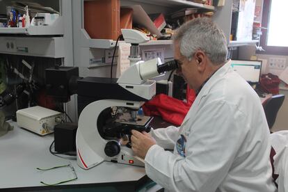 Francisco Javier Medina observa algunas de las plántulas que viajaron al espacio en su microscopio