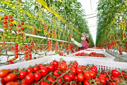 Harvesting tomatoes in a smart greenhouse in the Chinese city of Zhangye in December.