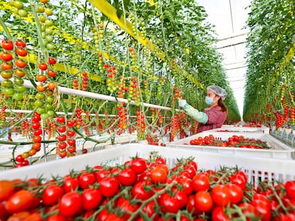 Harvesting tomatoes in a smart greenhouse in the Chinese city of Zhangye in December.