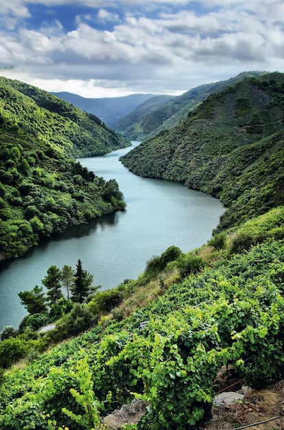 Vines in Galicia's Ribeira Sacra.