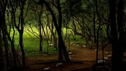 Un bosque de Piribebuy, en Paraguay.