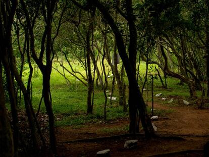 Un bosque de Piribebuy, en Paraguay.