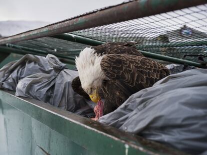 Imatge captada pel fotògraf Corey Arnold, guanyador del primer premi de la categoria Natura. La foto mostra una àguila calba mentre es delecta amb restes de carn als contenidors d'escombraries d'un supermercat a Dutch Harbor, Alaska, EUA.